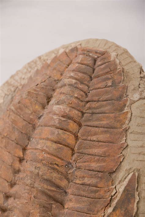 large trilobite fossils for sale.